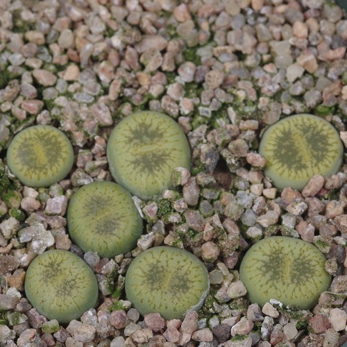 LIT004.02 Lithops aucampiae var. euniceae acf 'Bella-Ketty'