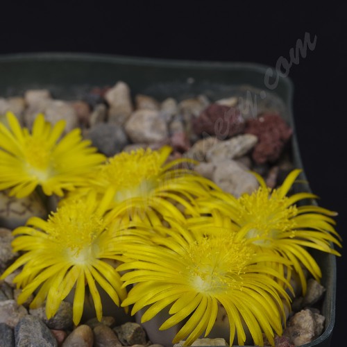 LIT009.01 Lithops bromfieldii var mennellii C044