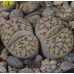 LIT009.01 Lithops bromfieldii var mennellii C044