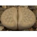 LIT027.03 Lithops gracilidelineata C309