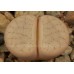 LIT027.03 Lithops gracilidelineata C309