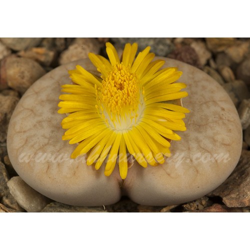 LIT027.03 Lithops gracilidelineata C309