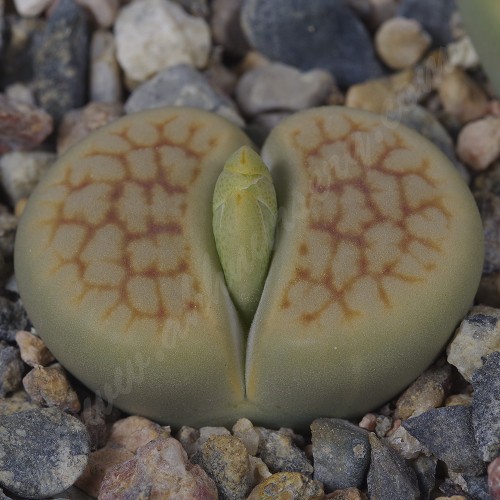 LIT038.03 Lithops hookeri var. lutea cv 'Aubarede'