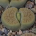 LIT038.03 Lithops hookeri var. lutea cv 'Aubarede'