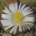LIT038.03 Lithops hookeri var. lutea cv 'Aubarede'