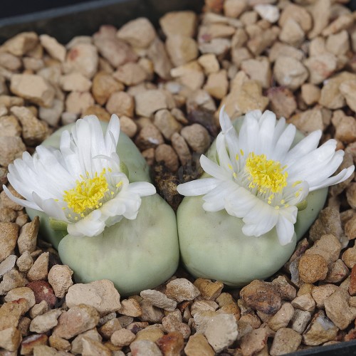 LIT042.08 Lithops julii (ssp. julii) acf 'Peppermint Crème'C297A