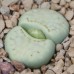 LIT042.08 Lithops julii (ssp. julii) acf 'Peppermint Crème'C297A