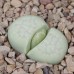 LIT042.08 Lithops julii (ssp. julii) acf 'Peppermint Crème'C297A
