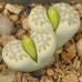 LIT043.25 Lithops julii ssp. fulleri (var. fulleri) cv fullergreen