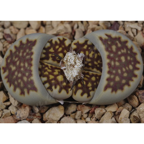 LIT043.26 Lithops julii ssp. fulleri С259 selected