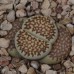 LIT043.26 Lithops julii ssp. fulleri С259 selected