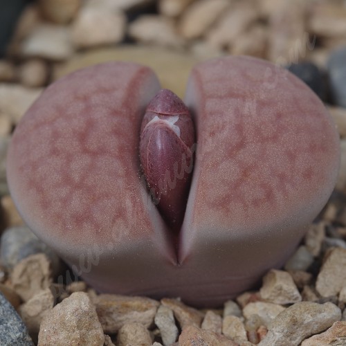 LIT046.20 Lithops karasmontana “Axel’s Rose”