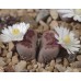 LIT046.20 Lithops karasmontana “Axel’s Rose”