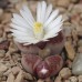 LIT046.20 Lithops karasmontana “Axel’s Rose”