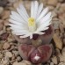 LIT046.20 Lithops karasmontana “Axel’s Rose”