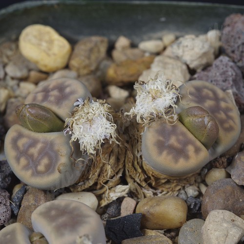 LIT048.01 Lithops karasmontana var. lericheana C193