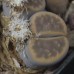 LIT048.01 Lithops karasmontana var. lericheana C193