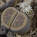LIT048.01 Lithops karasmontana var. lericheana C193