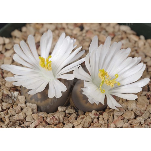 LIT048.02 Lithops karasmontana (ssp. karasmontana) var. lericheana C267