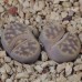 LIT048.02 Lithops karasmontana (ssp. karasmontana) var. lericheana C267