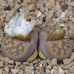 LIT048.02 Lithops karasmontana (ssp. karasmontana) var. lericheana C267