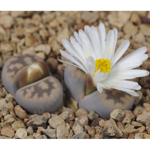 LIT048.03 Lithops karasmontana (ssp. karasmontana) var. lericheana C329