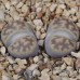 LIT048.03 Lithops karasmontana (ssp. karasmontana) var. lericheana C329