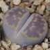 LIT048.03 Lithops karasmontana (ssp. karasmontana) var. lericheana C329