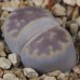 LIT048.03 Lithops karasmontana (ssp. karasmontana) var. lericheana C329