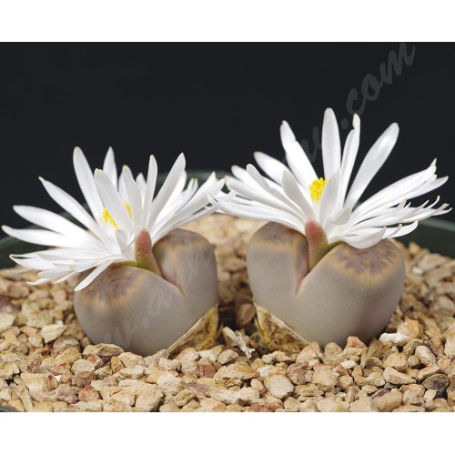 LIT048.04 Lithops karasmontana (ssp. karasmontana) var. lericheana C330