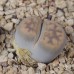LIT048.04 Lithops karasmontana (ssp. karasmontana) var. lericheana C330