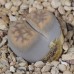 LIT048.04 Lithops karasmontana (ssp. karasmontana) var. lericheana C330