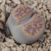 LIT048.04 Lithops karasmontana (ssp. karasmontana) var. lericheana C330