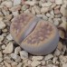 LIT048.04 Lithops karasmontana (ssp. karasmontana) var. lericheana C330