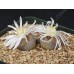 LIT048.04 Lithops karasmontana (ssp. karasmontana) var. lericheana C330