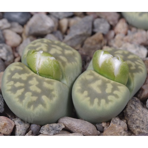 LIT048.05 Lithops karasmontana var. lericheana ‘Lerichegreen’