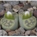 LIT048.05 Lithops karasmontana var. lericheana ‘Lerichegreen’