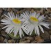 LIT048.05 Lithops karasmontana var. lericheana ‘Lerichegreen’