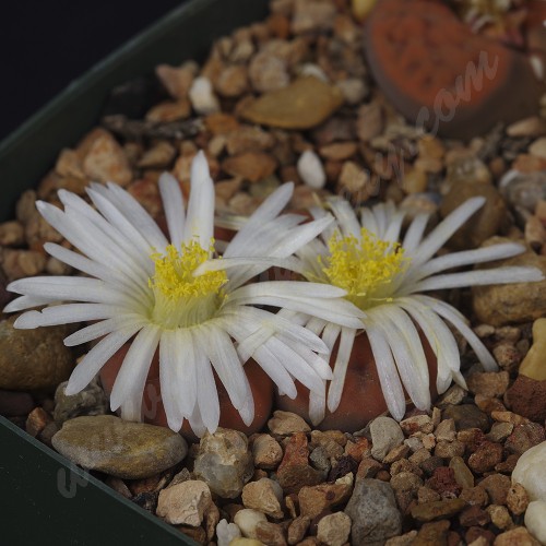 LIT049.02 Lithops karasmontana (ssp. karasmontana) var. tischeri C 182 x C 182