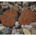 LIT049.02 Lithops karasmontana (ssp. karasmontana) var. tischeri C 182 x C 182