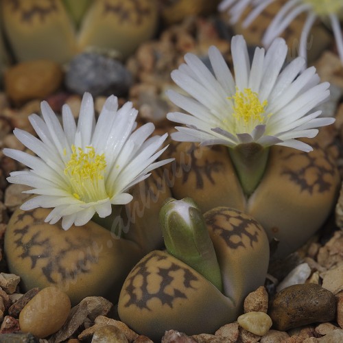 LIT050.02 Lithops karasmontana ssp. bella C143A