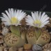 LIT050.02 Lithops karasmontana ssp. bella C143A