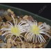 LIT050.02 Lithops karasmontana ssp. bella C143A