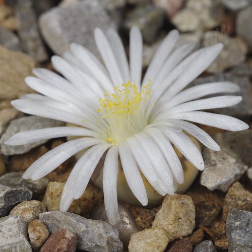 LIT050.06 Lithops karasmontana ssp. bella SB2181