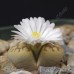 LIT050.06 Lithops karasmontana ssp. bella SB2181