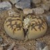 LIT050.06 Lithops karasmontana ssp. bella SB2181