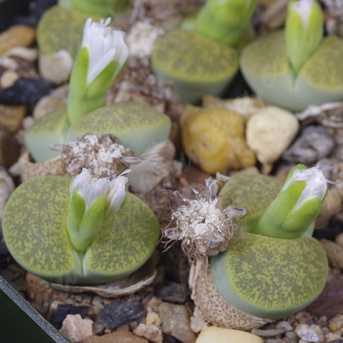 LIT052.33 Lithops lesliei (ssp. lesliei var. lesliei) acf 'Albinica' C036A