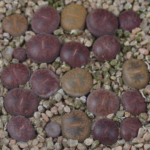 LIT052.36 Lithops lesliei (ssp. lesliei var. lesliei) acf ‘Jambouree’ 