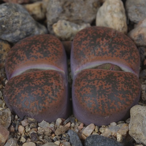 LIT056.02 Lithops lesliei (ssp. lesliei) var. rubrobrunnea C204