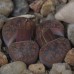 LIT056.02 Lithops lesliei (ssp. lesliei) var. rubrobrunnea C204